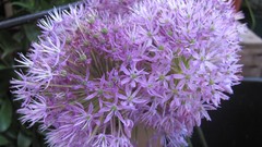 Flowers nature multicolor