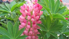 Flowers nature multicolor