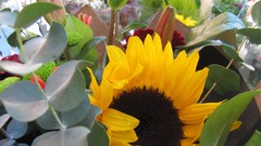 Flowers nature multicolor