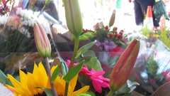 Flowers nature multicolor