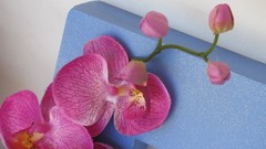 Flowers nature multicolor