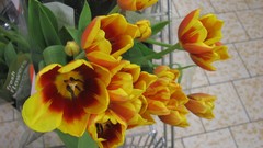 Flowers nature multicolor