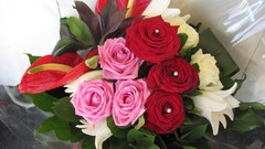 Flowers nature multicolor