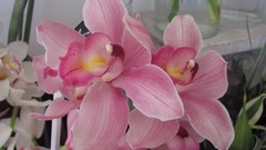 Flowers nature multicolor