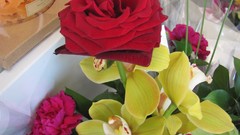 Flowers nature multicolor