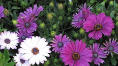 Flowers nature multicolor