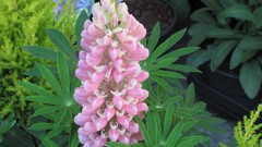 Flowers nature multicolor