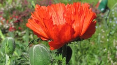 Flowers nature multicolor