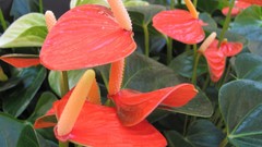 Flowers nature multicolor