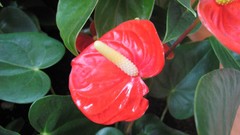 Flowers nature multicolor