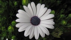 Flowers nature multicolor