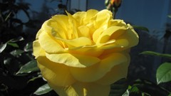 Flowers nature multicolor