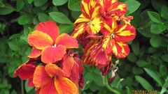 Flowers nature multicolor