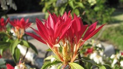 Flowers nature multicolor