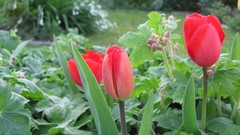 Flowers nature multicolor