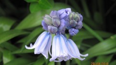 Flowers nature multicolor