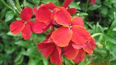 Flowers nature multicolor