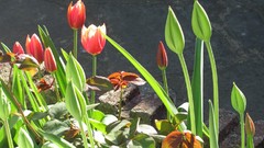 Flowers nature multicolor