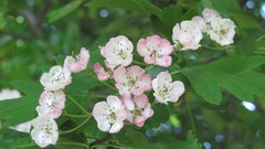 Flowers nature multicolor