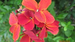 Flowers nature multicolor