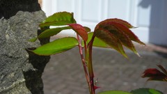 Flowers nature multicolor