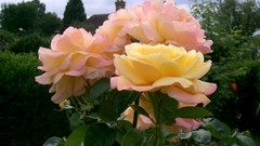 Flowers nature multicolor