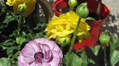 Flowers nature multicolor