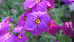 Flowers nature multicolor