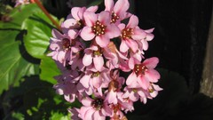 Flowers nature multicolor