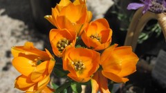 Flowers nature multicolor