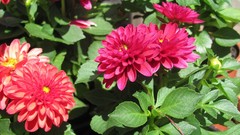 Flowers nature multicolor