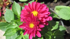 Flowers nature multicolor