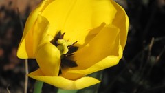 Flowers nature multicolor