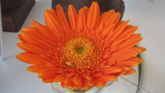 Flowers nature multicolor