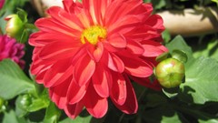 Flowers nature multicolor