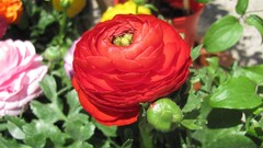 Flowers nature multicolor