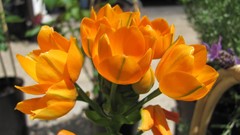 Flowers nature multicolor