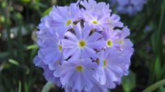 Flowers nature multicolor