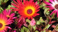 Flowers nature multicolor