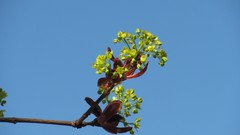 Flowers nature multicolor