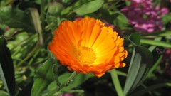 Flowers nature multicolor