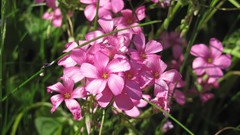 Flowers nature multicolor