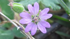 Flowers nature multicolor