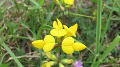 Flowers nature multicolor