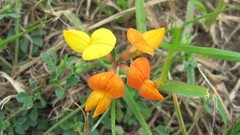 Flowers nature multicolor