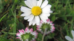 Flowers nature multicolor