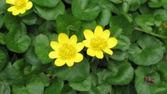 Flowers nature multicolor