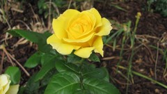 Flowers nature multicolor