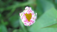 Flowers nature multicolor