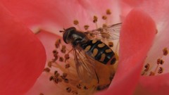 Flowers nature multicolor